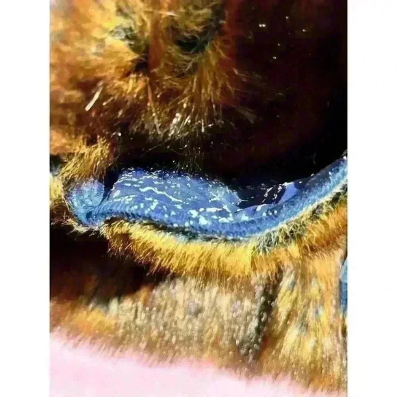 The LOOK Randolph Duke Womens Suede & Faux Fur Blue Fox Jacket Hood Size Large - Picture 16 of 16